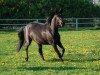 dressage horse Shalimar 94 (Westphalian, 2006, from Show Star)