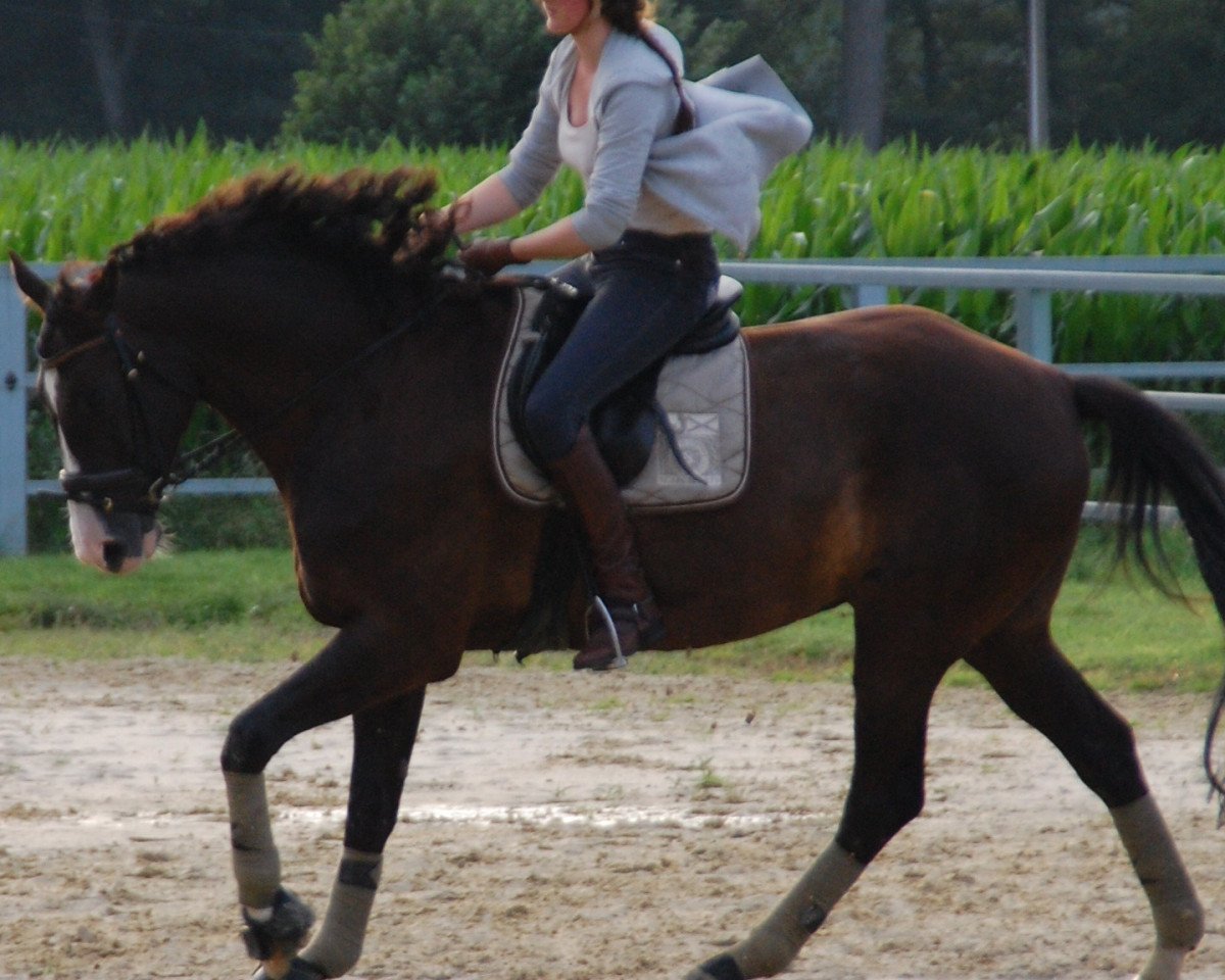 Springpferd Donner Karlsson 3 (Westfale, 2007, von Dream On)