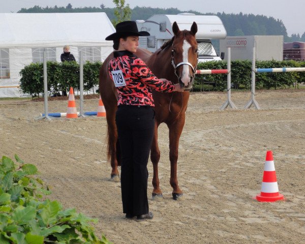 Pferd Zans Special Zippo (Quarter Horse, 2004, von Skips Special Imp)