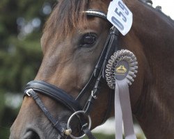 Pferd Brenden (Trakehner, 2004, von Vive le Sauvage)