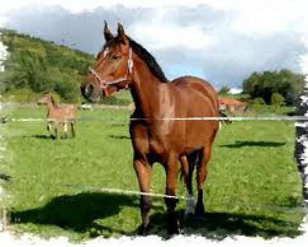 dressage horse Duke 223 (Rhinelander, 2000)