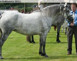 Zuchtstute Frederiksminde Mellow 2nd (Connemara-Pony, 2008, von Hazy Dawn)