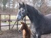 broodmare Enija Moralez (Hanoverian, 2007, from Embassy I)