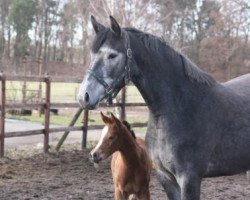 broodmare Enija Moralez (Hanoverian, 2007, from Embassy I)