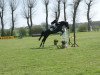 jumper Penelope 342 (Hanoverian, 2008, from Perigueux)