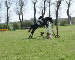 Springpferd Penelope 342 (Hannoveraner, 2008, von Perigueux)