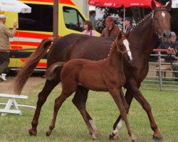 broodmare Nora 210 (Hanoverian, 1998, from Natiello xx)