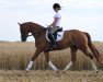 dressage horse Patacao (Westphalian, 2008, from Peking)