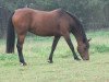 dressage horse Patrice 16 (German Riding Pony, 1996, from Padre Pepone)