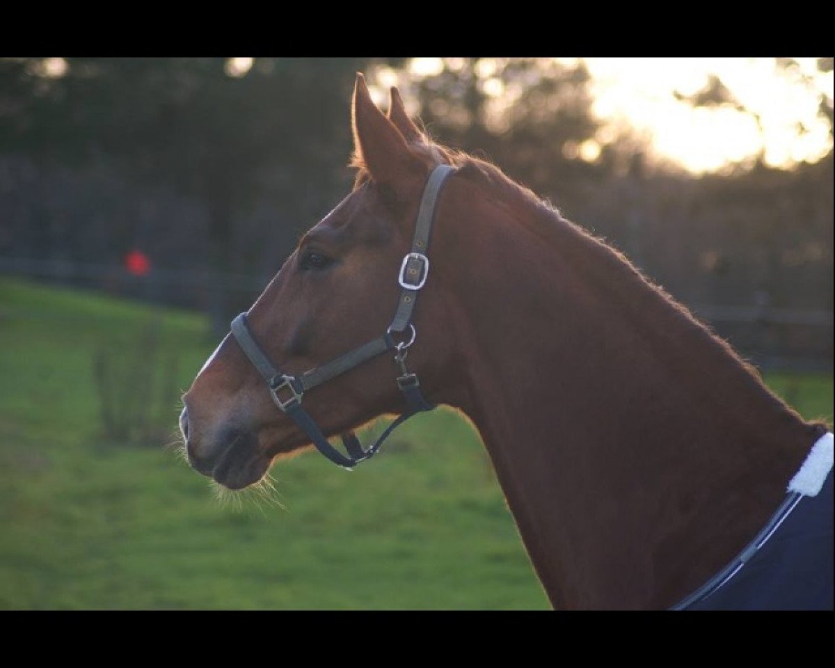 broodmare For Eternity 9 (Westphalian, 2008, from Wie Weltmeyer)