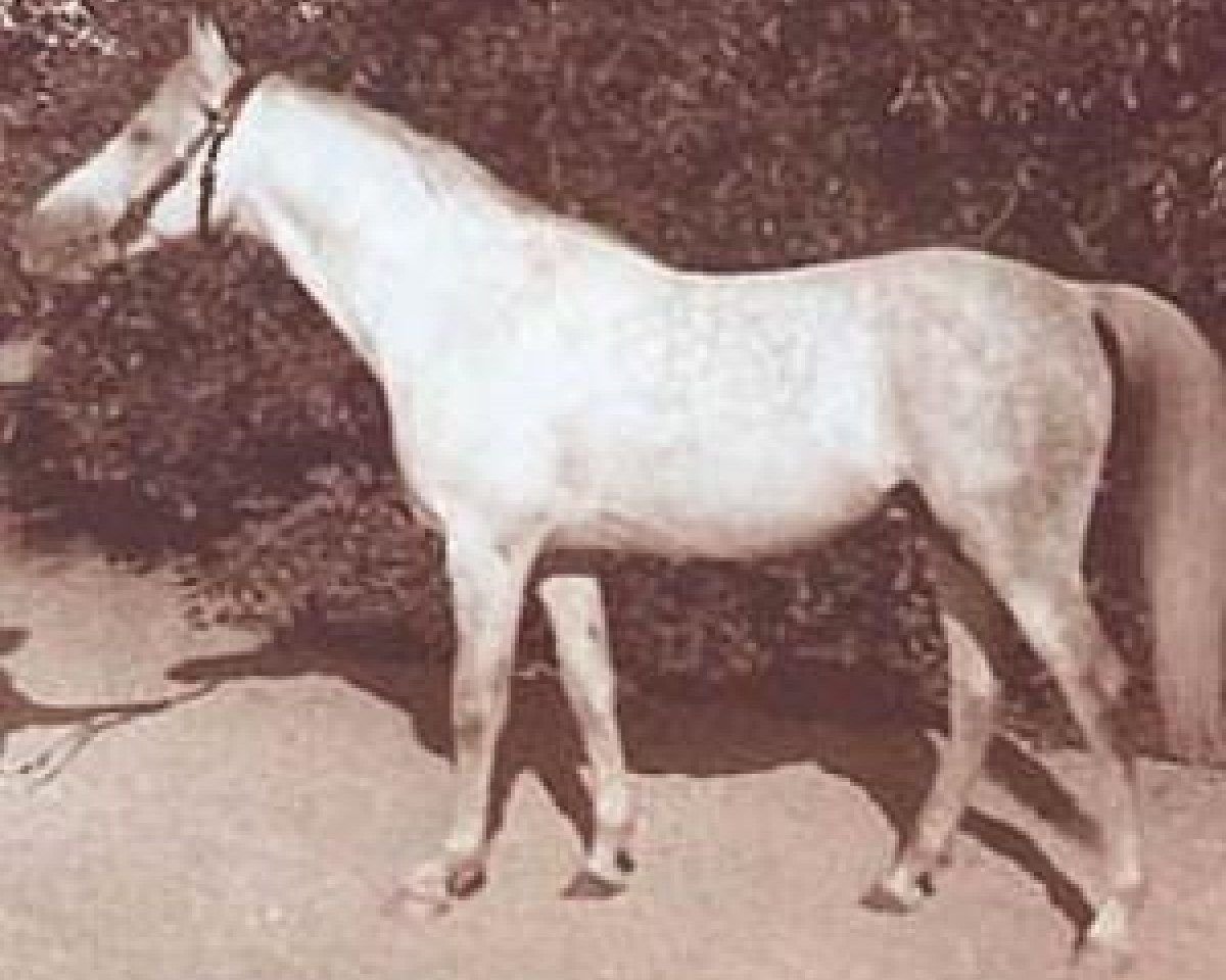 stallion Kuhailan Haifi I ox (Arabian purebred, 1934, from Kuhailan Haifi 1923 DB)