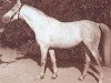 stallion Kuhailan Haifi I ox (Arabian thoroughbred, 1934, from Kuhailan Haifi 1923 DB)