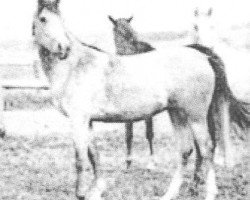 broodmare Mersuch I-3-1 ox (Arabian thoroughbred, 1928, from Mersuch I-3 (Báb) ox)