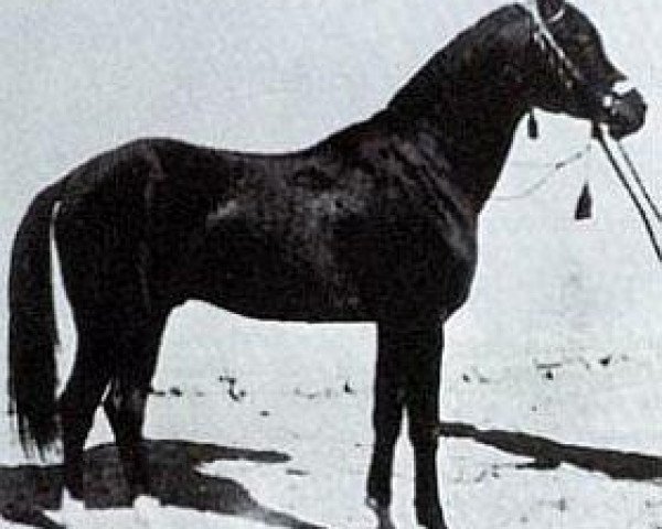 stallion Gabor 1944 ox (Arabian thoroughbred, 1944, from Kuhailan Abu Urkub 1935 ox)