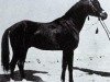 stallion Gabor 1944 ox (Arabian thoroughbred, 1944, from Kuhailan Abu Urkub 1935 ox)