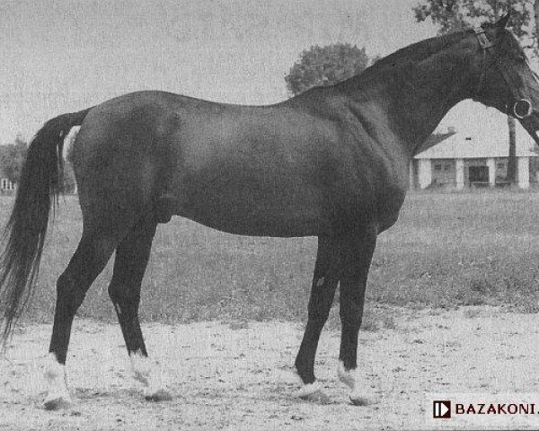 stallion Mir Said 1953 ox (Arabian thoroughbred, 1953, from Gabor 1944 ox)