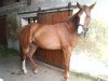 dressage horse BL Kalahari (Bavarian, 1998, from Interpol)