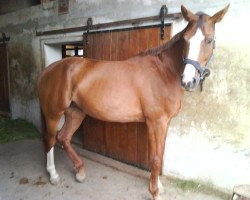 dressage horse BL Kalahari (Bavarian, 1998, from Interpol)