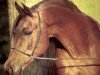 stallion Emin ox (Arabian thoroughbred, 1971, from Celebes 1949 ox)