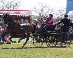 horse Tilardo (KWPN (Royal Dutch Sporthorse), 2000, from Manno)