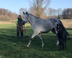 broodmare Kaira AML (German Sport Horse, 2009, from Kaiserwind)