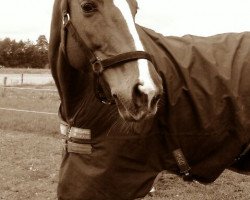 dressage horse Ma Cherie 43 (Deutsches Sportpferd, 2004, from Reform)