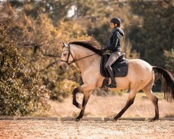 dressage horse Cádiz Fo (Cruzado, 2016)