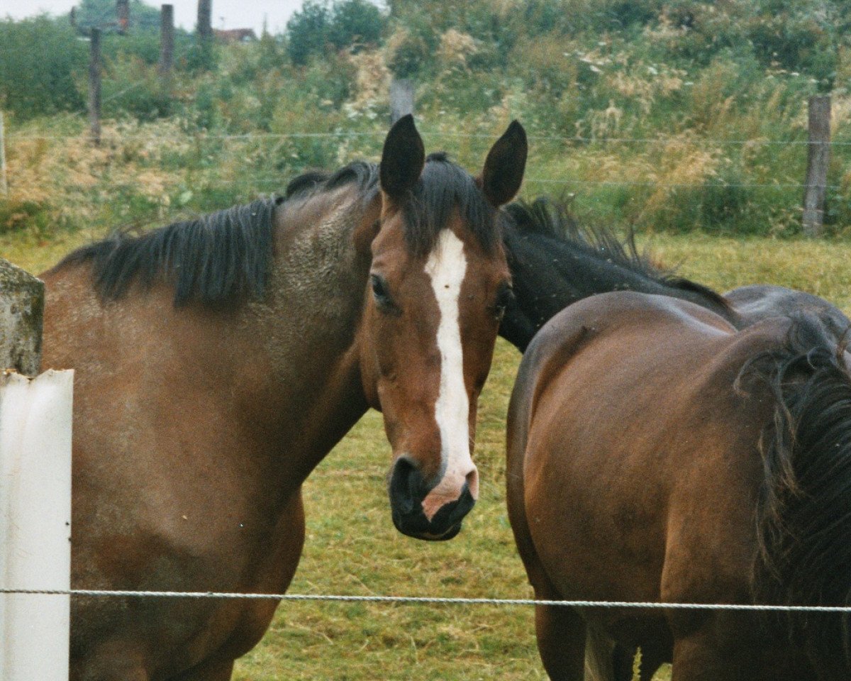 Zuchtstute Pila (Westfale, 1993, von Potsdam)
