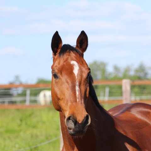 dressage horse Insterzauber 4 (Westphalian, 2010, from Instertanz V 241 FIN)