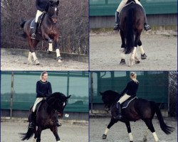 dressage horse Rudolfo 19 (Oldenburg, 2006, from Rubinero 2)