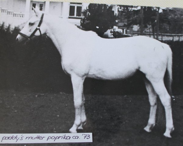 broodmare Paprika (Trakehner, 1953, from Totilas)
