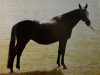 broodmare Paddy (Trakehner, 1961, from Herbstwind)