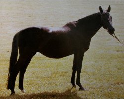 Zuchtstute Paddy (Trakehner, 1961, von Herbstwind)