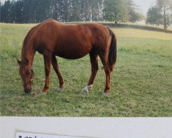 broodmare Palucca III (Trakehner, 1975, from Grimsel)