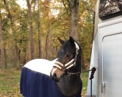 dressage horse Alice (German Riding Pony, 2009, from Tizian)