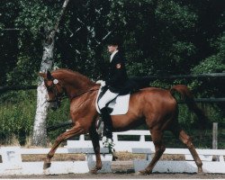 horse Patrick (Trakehner, 1993, from Van Deyk)