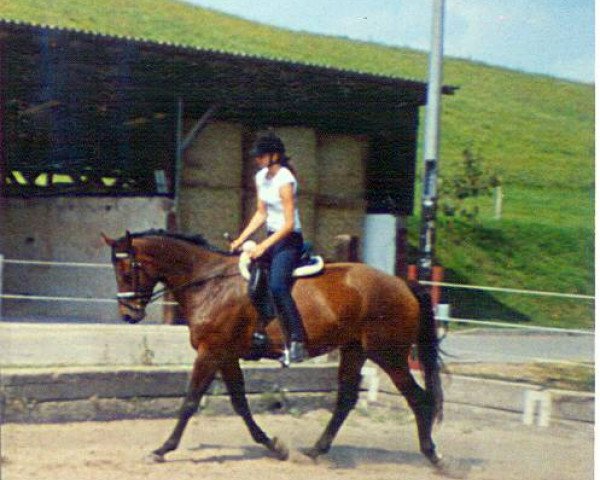 Pferd Pamina (Trakehner, 1996, von Van Deyk)