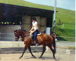 horse Pamina (Trakehner, 1996, from Van Deyk)