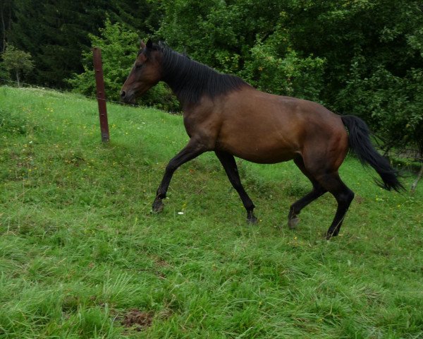 broodmare Panja XV (Trakehner, 1992, from Van Deyk)