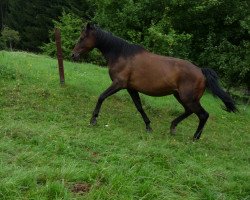 Zuchtstute Panja XV (Trakehner, 1992, von Van Deyk)