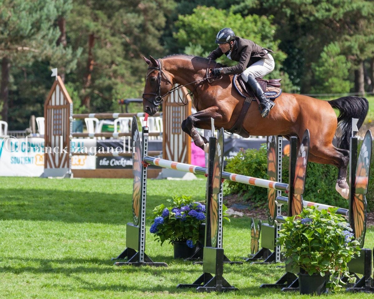 stallion Quadrio Tame (Selle Français, 2004, from Jaune et Rouge)