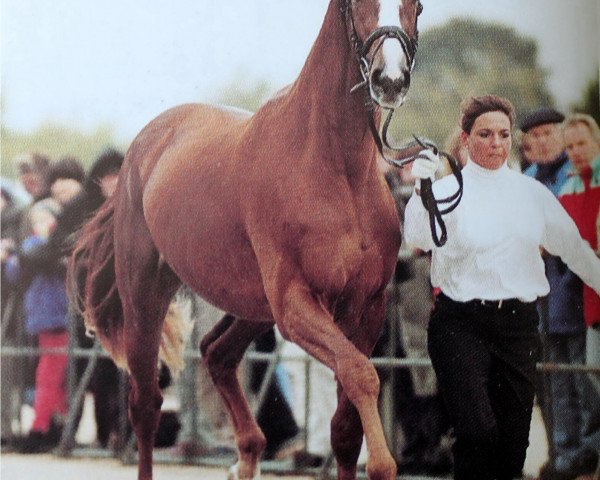 horse Parlament (Trakehner, 1997, from Van Deyk)