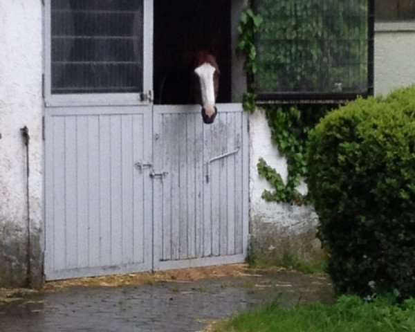 dressage horse Ricanto (Oldenburg, 2006, from Ramoneur 6)