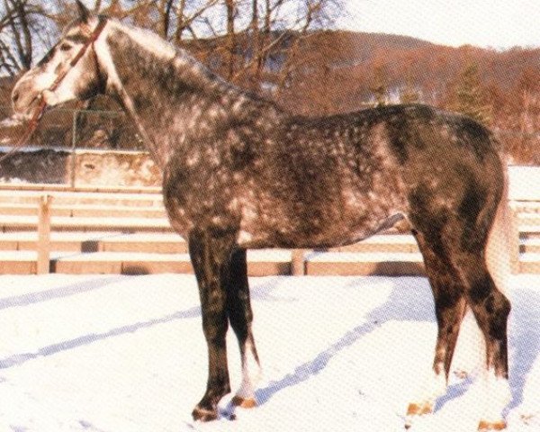 Pferd Waldgeist (Hannoveraner, 1975, von Westwind)