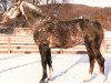horse Waldgeist (Hanoverian, 1975, from Westwind)