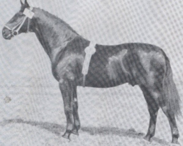 Deckhengst Heino (Holsteiner, 1933, von Heintze)
