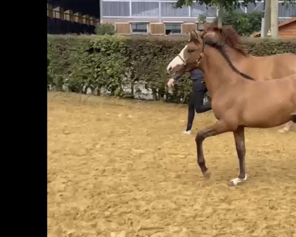 dressage horse Kentaro (German Riding Pony, 2021, from Kent Nagano WE)