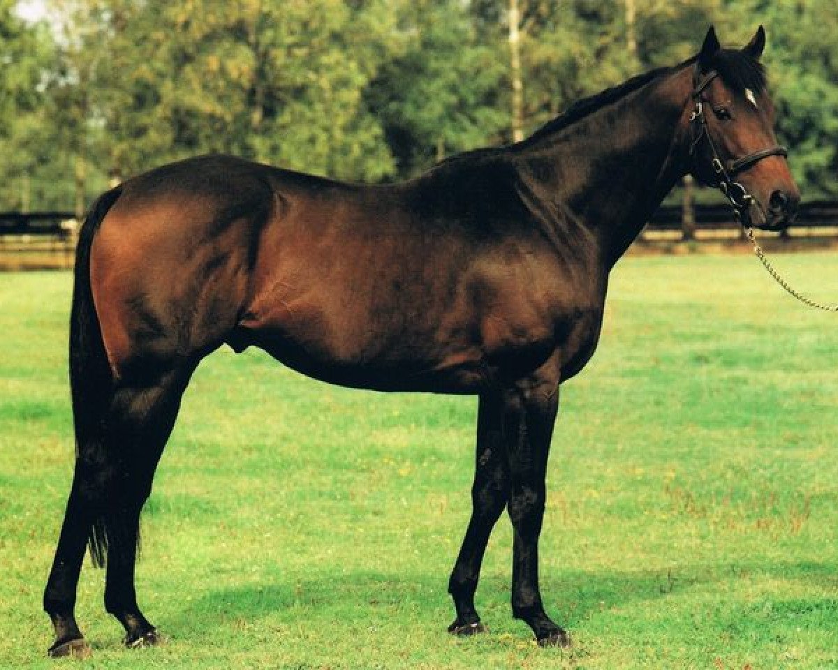 Deckhengst Orfano xx (Englisches Vollblut, 1983, von Dschingis Khan xx)