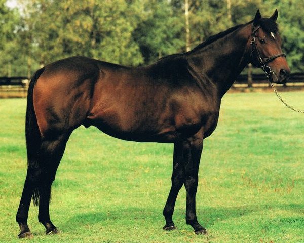 stallion Orfano xx (Thoroughbred, 1983, from Dschingis Khan xx)