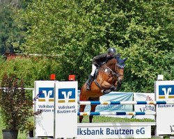 Springpferd Charly Brown 326 (Deutsches Sportpferd, 2012, von Claudio's Son)